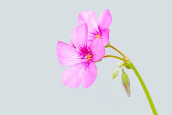 Oxalis corniculata květiny — Stock fotografie