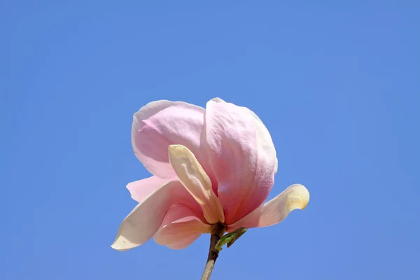 Magnolia floare — Fotografie, imagine de stoc