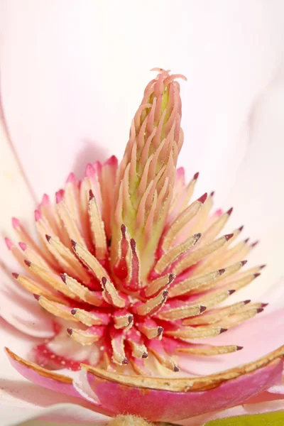 Magnolia bloem meeldraad — Stockfoto
