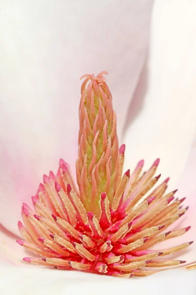 Magnolia fleur étamines — Photo