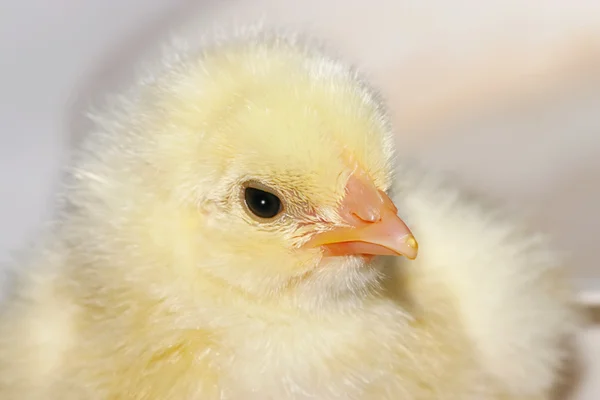 Härlig kyckling — Stockfoto