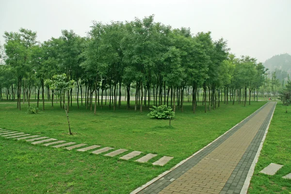 สนามหญ้าสีเขียวในสวน — ภาพถ่ายสต็อก