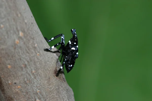 Insekten auf dem grünen Blatt — Stockfoto