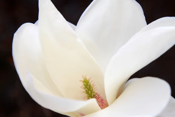 マグノリアの花のおしべ — ストック写真