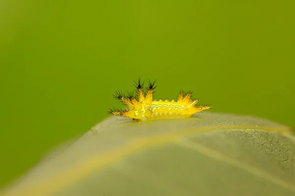 とげの蛾の幼虫 — ストック写真