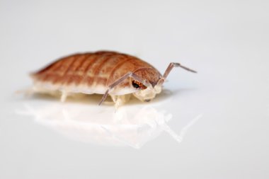 Porcellio