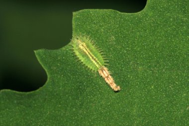 Cassida nebulosa