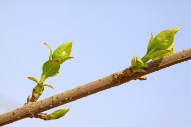 hor çiçeği bud