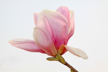 Magnolia flower clipart