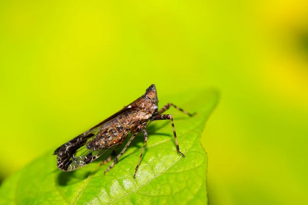 Insect — Stockfoto