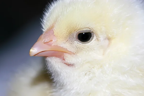 Härlig kyckling — Stockfoto