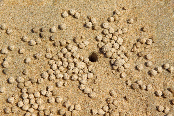Crab caves and sand ball — Stock Photo, Image