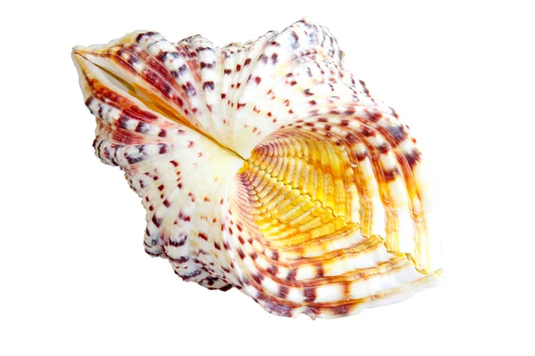 美しい貝殻のクローズ アップ — ストック写真