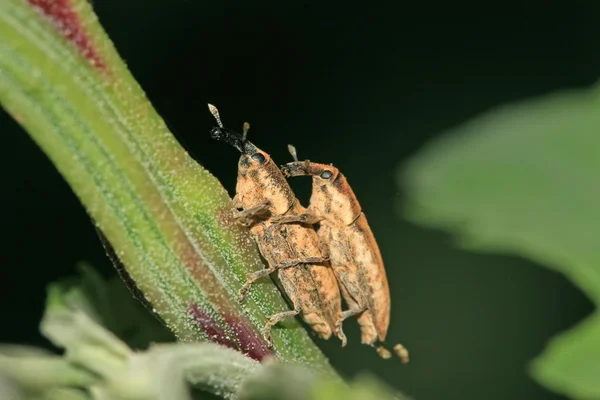 Böceği — Stok fotoğraf