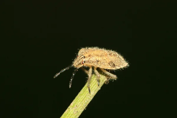 Smradlavého chrobáka — Stock fotografie