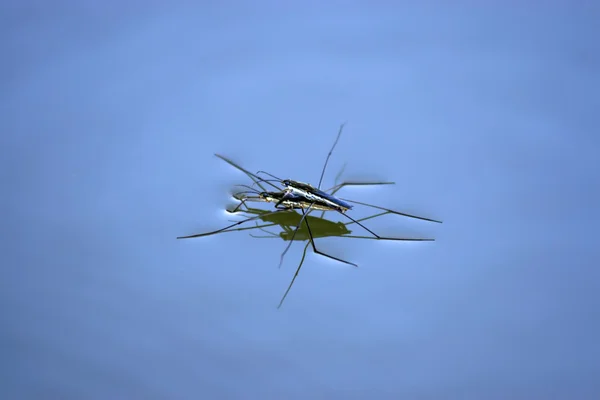 Stock image Two insects in the water