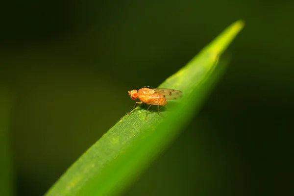Μύγες έντομο — Φωτογραφία Αρχείου