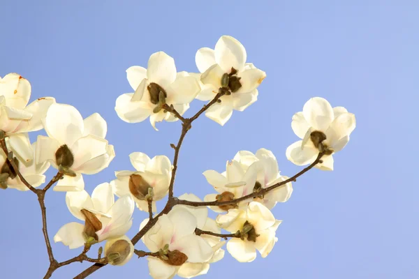マグノリアの花のおしべ — ストック写真