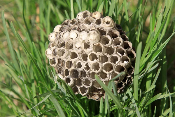 大黄蜂的巢 — 图库照片