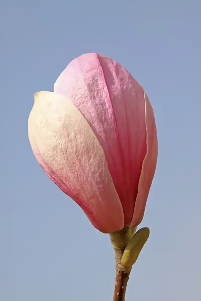 Fiore di Magnolia — Foto Stock