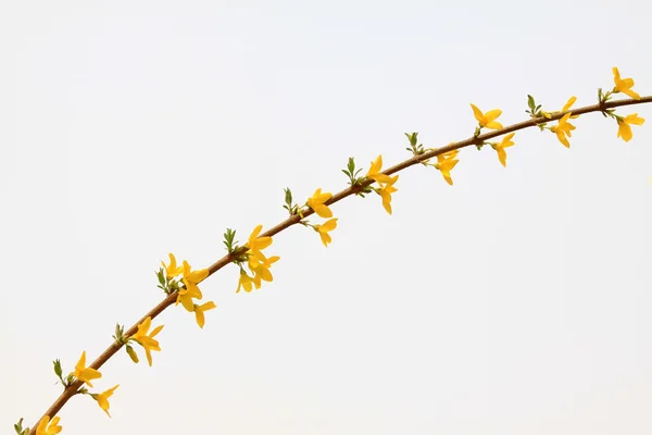 Forsythia bloem — Stockfoto