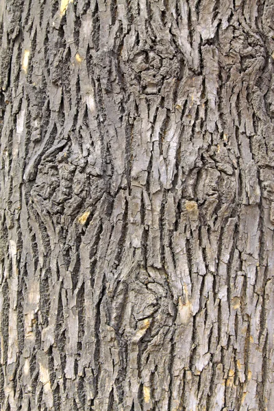 Scholartree kabuğu — Stok fotoğraf