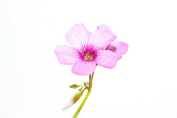 Oxalis corniculata çiçek — Stok fotoğraf