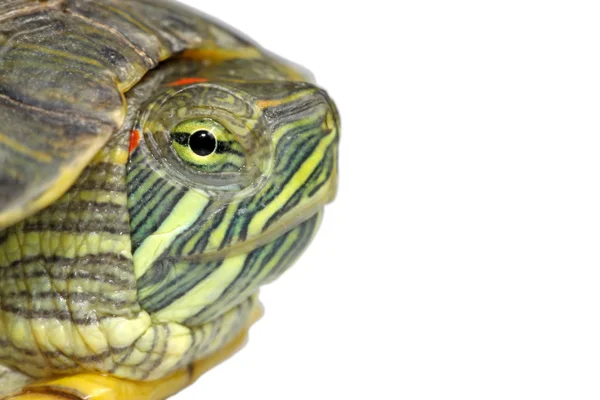 Бразильская черепаха — стоковое фото