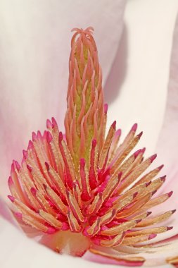 Manolya çiçeği ercik