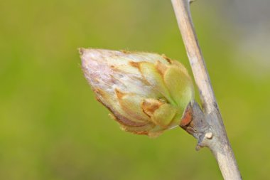 Wisteria çiçek tomurcuk