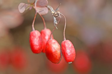 Berberis thunbergii meyve