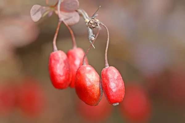 Berberys Thunberga owoców — Zdjęcie stockowe