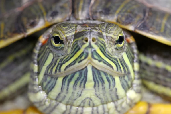 Brasilianische Schildkröte — Stockfoto