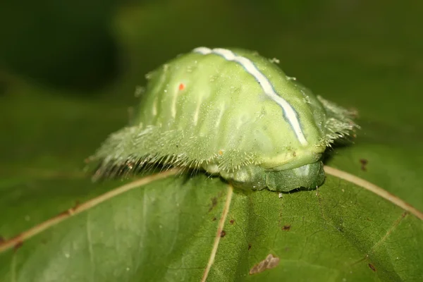 Lepidoptera — Fotografia de Stock