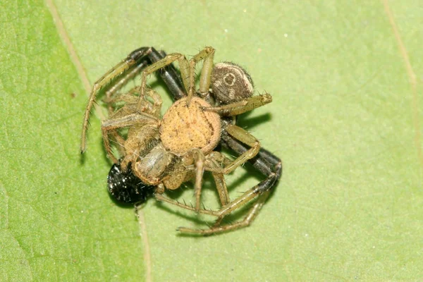 Yengeç örümceği — Stok fotoğraf