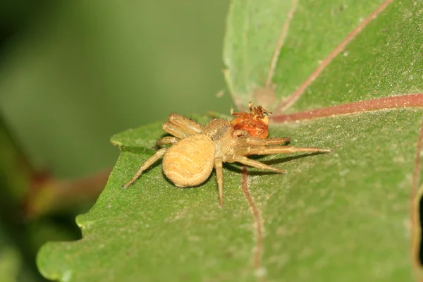 Crab spider — Stock Photo, Image