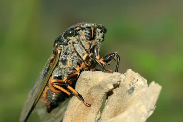 Zwarte cicade — Stockfoto