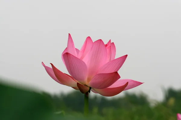 stock image Closeup of Lotus