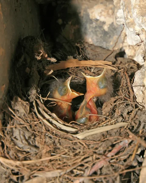 Robin nestling de cauda vermelha — Fotografia de Stock