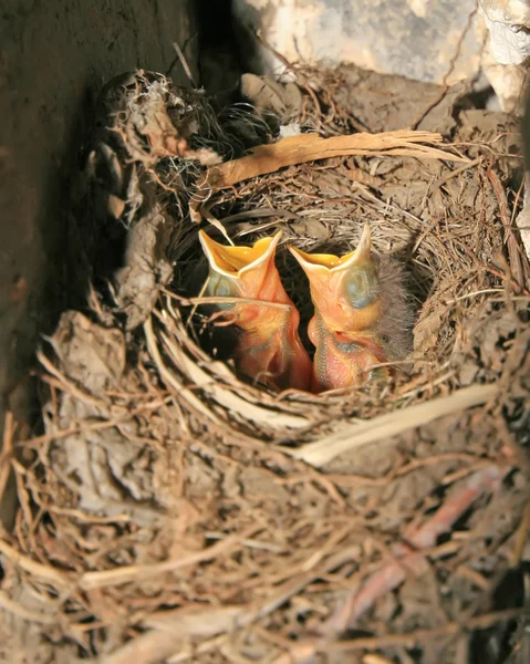 红尾罗宾雏鸟 — 图库照片