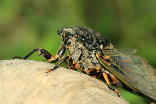 Siyah ağustosböceği — Stok fotoğraf