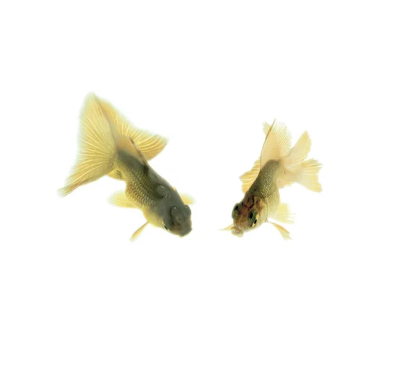 Złota rybka — Zdjęcie stockowe