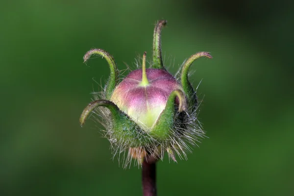 Yabani bitki meyve — Stok fotoğraf