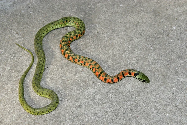 뱀의 근접 촬영 — 스톡 사진