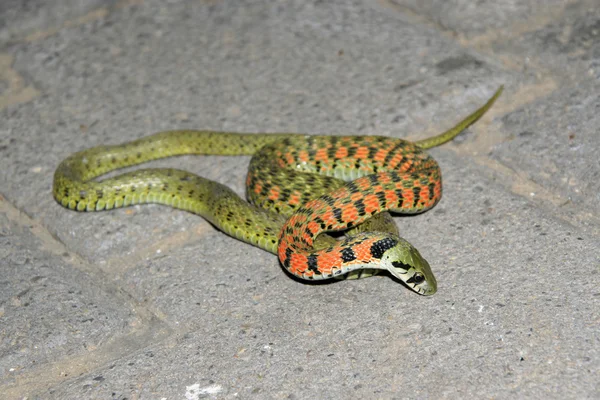 Closeup Snake — Stock fotografie