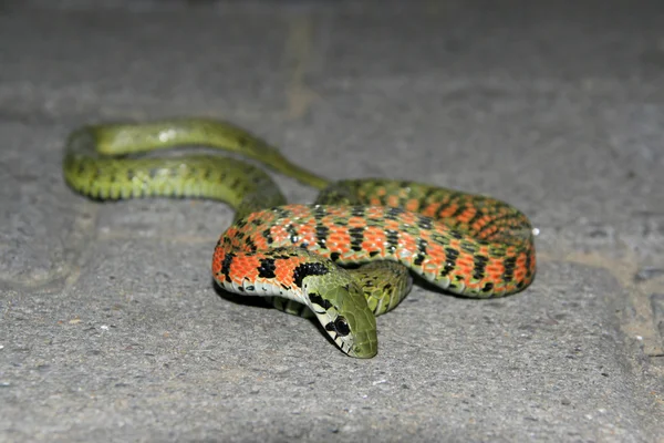 Nahaufnahme einer Schlange auf dem Boden — Stockfoto