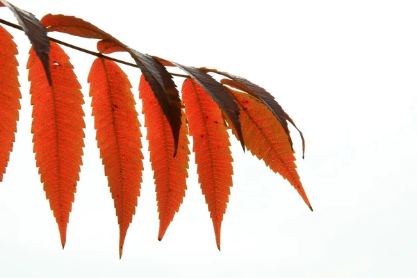 Czerwone liście — Zdjęcie stockowe