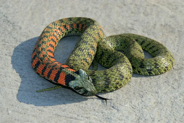 뱀의 근접 촬영 — 스톡 사진