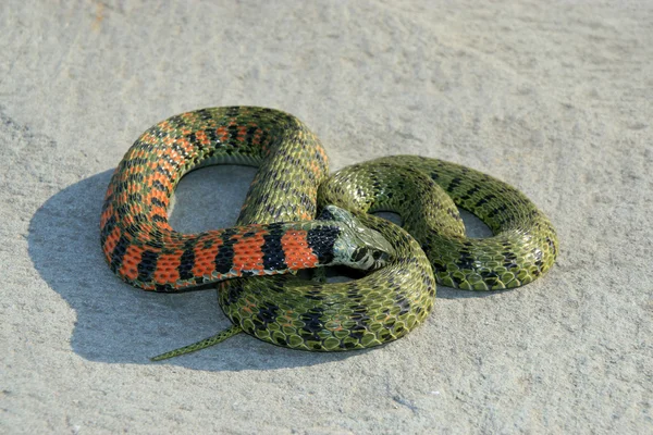 Primer plano de la serpiente —  Fotos de Stock