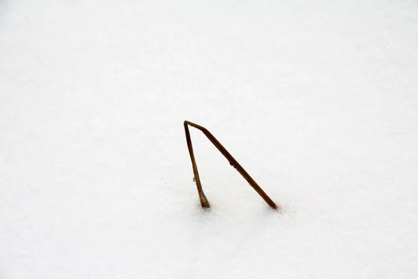 雪地上的树枝 — 图库照片